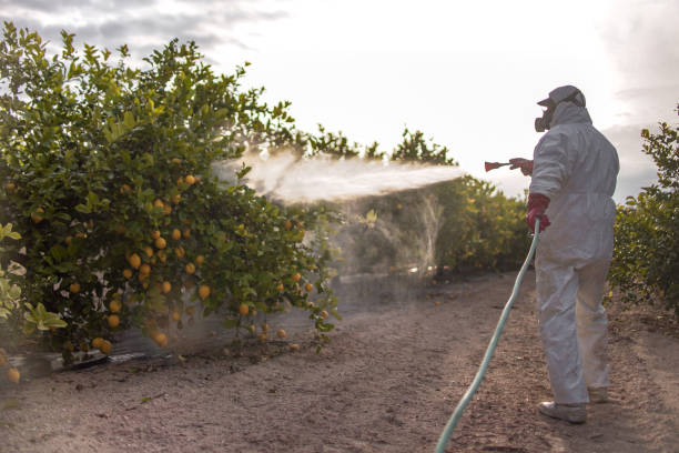 Best Bed Bug Extermination  in Ampere North, NJ
