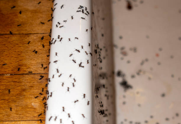 Best Pest Control Near Me  in Ampere North, NJ
