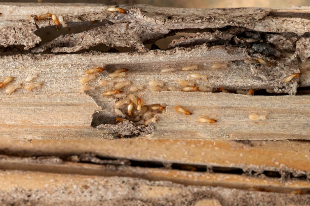 Best Pest Removal Services  in Ampere North, NJ